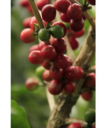 Global Coffee Gift Set - 5x65g Whole Bean Coffees from Brazil Honduras Peru Mexico & Kenya | Unique International Coffee Experience - Buy Online on SooperMarket.com