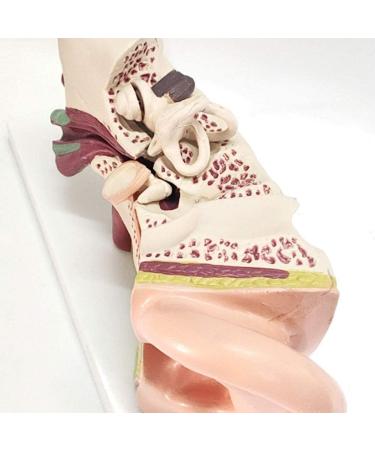 The Size Ear Model 5X Ear Anatomical Model for Inner Ear aids for Teaching Medical and Study of Education - Buy Online on SooperMarket.com