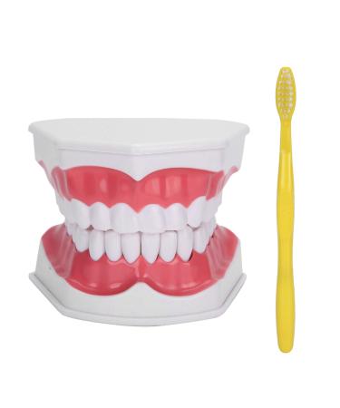 HEEPDD ABS Standard Oral Teeth Model Dentist Teeth Model for Secondary Schools Visual Teaching Aid Filing ProductsOffice Supplies