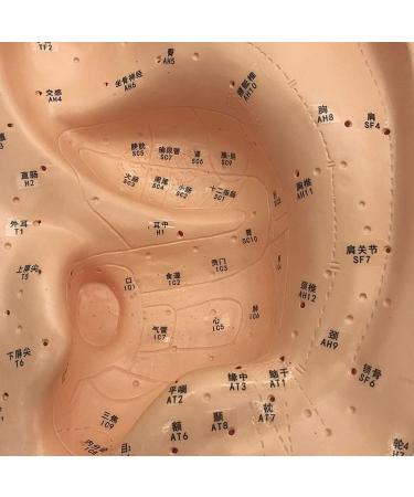 Ear Acupuncture Template Template - Human Giant Ear Acupuncture Template - Chinese Medicine Ear Pattern - Buy Online on SooperMarket.com