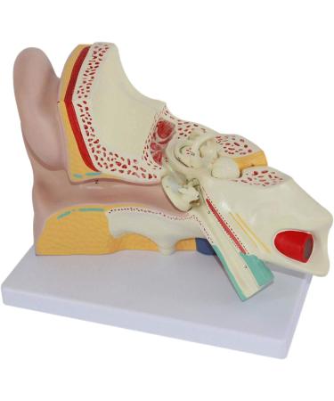 Human Ear Anatomy Model Zoom Model Removable Ear Structure Model Inner Ear Labyrinth Medical - Buy Online on SooperMarket.com