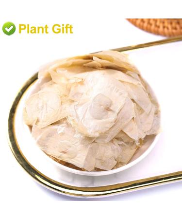 Buy Semen Oroxyli 40g - Jade Butterfly Tea (Oroxylum Indicum) | Herbal Chinese Health Tea | International Shipping - Buy Online on SooperMarket.com