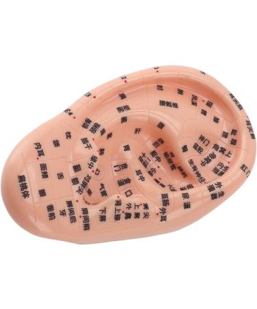 Buy 17cm Ear Acupuncture Point Model - Large Reflexology Learning Display for International Shipping - Buy Online on SooperMarket.com