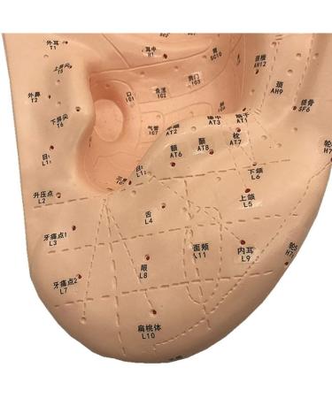 Human Body Model Acupuncture Pressure Points and Meridians 40cm - Buy Online on SooperMarket.com