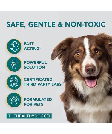 The Healthy Dog Co Spot On Flea and Tick Treatment for Dogs 100ml - Buy Online on SooperMarket.com