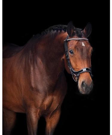 Buy Presteq Bridle FaySport Glitter PresTec Black - Full/WB - International Shipping Available - Buy Online on SooperMarket.com