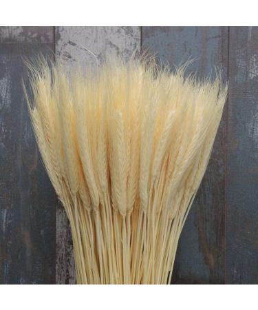 25pcs/set Natural Wheat Ear Barley Dried Flowers Bouquet For Wedding Party Decoration Wheat Decoration Room Bouquet Craft Orange 25pcs - Buy Online on SooperMarket.com