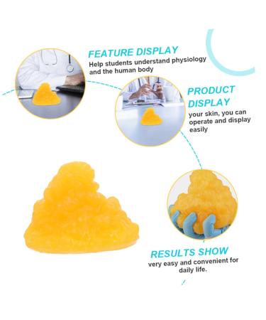 Gatuida Nutritionist 2pcs Fat Model Models Human Body Fat Replica Human Body 1-Pound Fat Replica Base Fitness Sports Fat 1lb - Buy Online on SooperMarket.com