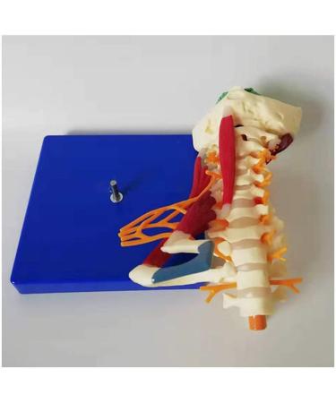 LifeSize Cervical Vertebra Template - Model of Human Being with Nerves Cerebral Trunk Occipital Bone Armpit - Buy Online on SooperMarket.com