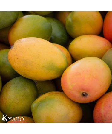 Kyabo 100% Pure Mango Butter Raw Organic & Unrefined - Chemical-Free Natural Skin Moisturizer (5 lb) - Buy Online on SooperMarket.com