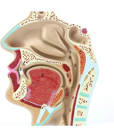 Model of The Nasal Cavity - 1: 1 Life Size Oral Neck Anatomical Model Nasopharyngeal cave - Training aid Medical Training Materials