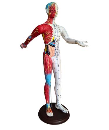 60 cm Acupuncture Acupuncture Body Acupuncture Point Model semi-Muscular Point Model with Light Lettering and Skeletal Viscera Pattern