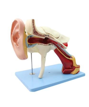 Human Medical Ear Anatomic Model of The Inner Ear of The Inner Ear of The Eardrum The Temporal Bone Ear Nose and Throat for Veterinary Anatomy Learning