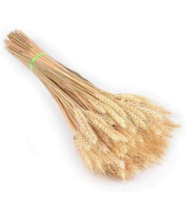 25pcs Colorful Natural Dried Flowers Bouquet Wheat Plants Bunches New Year Craft Wedding Chrismas Decor Decoration Beige 25pcs