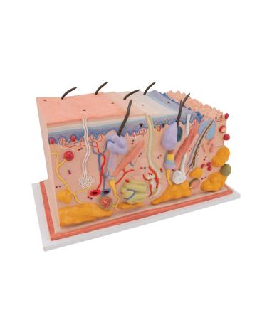 3B Scientific J13 Skin Block Model 70 Times Full-Size 17.3-Inchx9.4-Inchx9.1-Inch - Buy Online on SooperMarket.com
