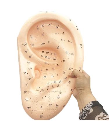 Human Body Model Acupuncture Pressure Points and Meridians 40cm