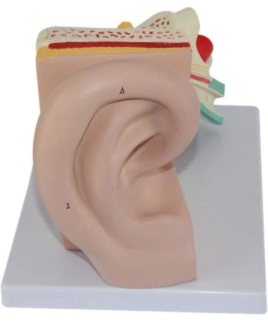 Human Ear Anatomy Model Zoom Model Removable Ear Structure Model Inner Ear Labyrinth Medical - Buy Online on SooperMarket.com