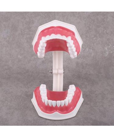 FafeICY 1PC 28 Teeth Teaching Toothbrush Model - Dentist Tool with Handy Toothbrush & Poster for Study Demonstration - Buy Online on SooperMarket.com
