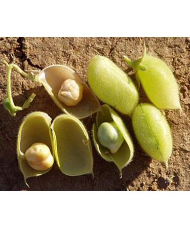 Organic Garbanzo Beans 5lb - Raw, Non-GMO, Kosher, Sproutable, Vegan, High in Dietary Fiber - Buy Online on SooperMarket.com