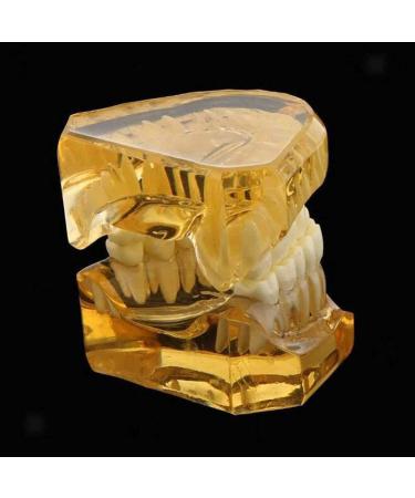 LBYLYH Adult Tooth Replica Model - Medical Dental Teaching Tool for Professionals - International Shipping Available - Buy Online on SooperMarket.com
