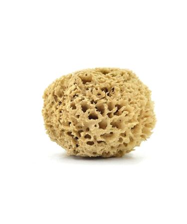 Aristos Premium natural sponge - 1 year durable - not bleached - from Greek water - bathing sponge - plastic -free packed sponge 13-14cm