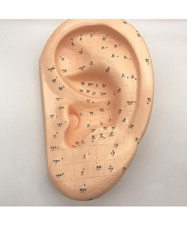 Ear Acupuncture Template Template - Human Giant Ear Acupuncture Template - Chinese Medicine Ear Pattern - Buy Online on SooperMarket.com