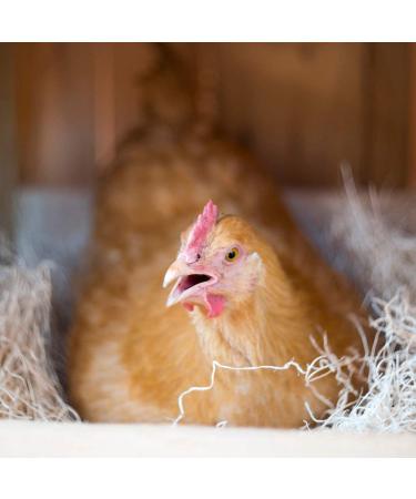 Cackle Hatchery Laying Hen Nest Box Pads - 13x13 (6 Pack) | Premium Quality - Buy Online on SooperMarket.com