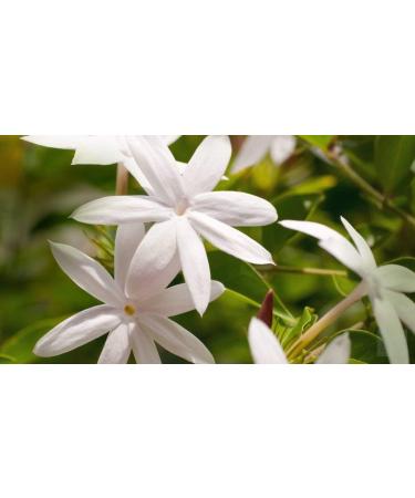 Jasmine Hydrosol Face Mist - Calming Toner & Body Spray | 8oz Pure Organic Aroma Therapy - Buy Online on SooperMarket.com