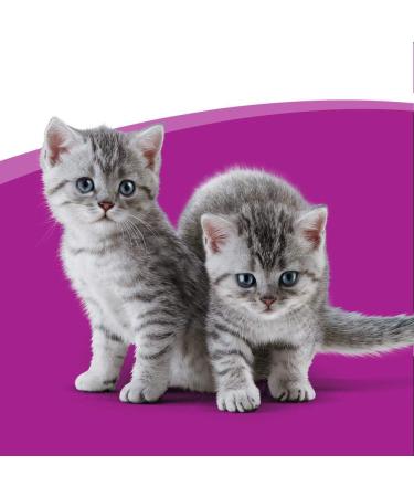Whiskas Milk Kitten Treats - Delicious Snacks for Healthy Growth | 6 Pack x 66g Chicken | Ideal for 2-12 Months Old Cats - Buy Online on SooperMarket.com