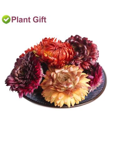Buy Colorful Bracteantha Bractata Flower 30g | Anti-Fatigue Slimming Tea for Beauty & Liver Care - Buy Online on SooperMarket.com