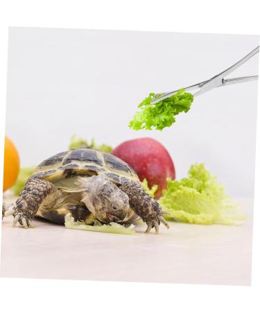 BELLIFFY Reptile Feeding Clip Reptile Tongs Feeding Snake Feeding Tongs Stainless Steel Silver - Buy Online on SooperMarket.com