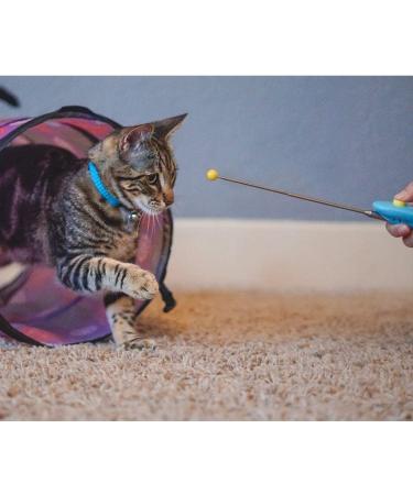 CAT SCHOOL Clicker Training Kit - 1 Cat Training Clicker 1 Target Stick 1 Step-by-Step Instruction Booklet - Clicker Tools for Cat Training Fist Bump Training Positive Behavior - Buy Online on SooperMarket.com