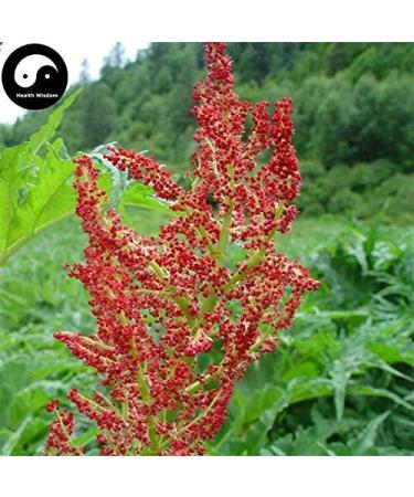 Portal Cool Semi cinesi Quinoa Semente Quinoa Grains Casa Giardino 200 pc - Buy Online on SooperMarket.com