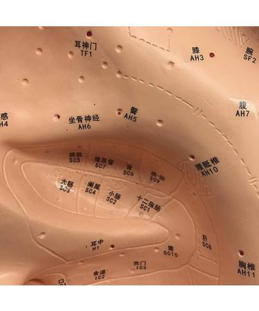 Ear Acupuncture Template Template - Human Giant Ear Acupuncture Template - Chinese Medicine Ear Pattern - Buy Online on SooperMarket.com
