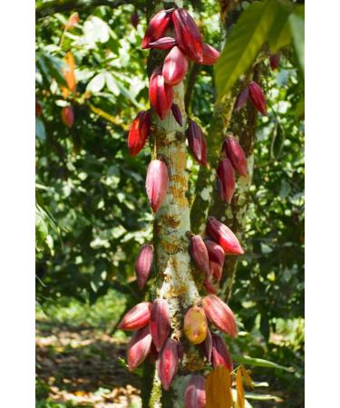 Premium Ceremonial Grade Cacao Discs 100% Organic Criollo Beans Sustainably Grown by Indigenous Farmers in Peruvian Amazonia - 250 Grams - Buy Online on SooperMarket.com