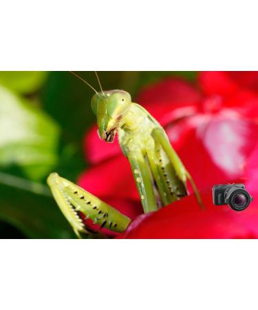 Raynox DCR-150 Snap-On Macro Lens - Enhance Your Photography with Precision - Buy Online on SooperMarket.com