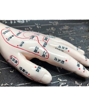 Acupuncture Main Model - Acupuncture Education Teaching Model - HD Chinese Human Lettering - for Points of Acupuncture Meridian and Medical Acupuncture - Buy Online on SooperMarket.com
