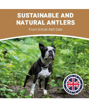 Pets Purest 100% Natural Red Deer Antlers for Dogs - 2 Small Stag Horn Bones - Premium Treat & Plaque Removal Chews - Buy Online on SooperMarket.com