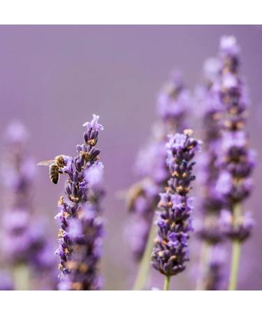 Lavender Raw Creamy Honey - 300g - Collected in Morocco - Buy Online on SooperMarket.com