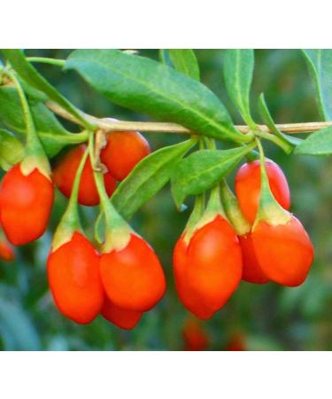 Organic Goji Berry Powder 4oz - Non-GMO, Kosher, Raw, Vegan | Maltodextrin Free - Buy Online on SooperMarket.com