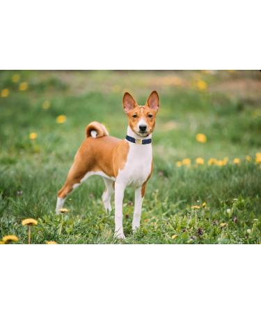 Yudote Soft Dog Collar - Natural Cotton for Sensitive Skin Medium Calm Dogs - Oxford Blue (1 Pack) - Buy Online on SooperMarket.com