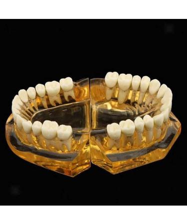 LBYLYH Adult Tooth Replica Model - Medical Dental Teaching Tool for Professionals - International Shipping Available - Buy Online on SooperMarket.com