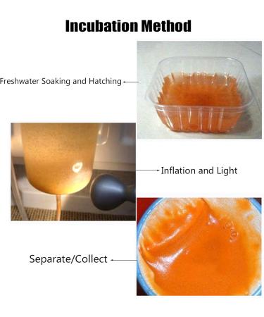 JUNNOTI 60G Aquarium Hatching Fish Food Artemia Shelling Eggs Brine Shrimp Shelling Eggfood for Feeding Baby Fishes - Buy Online on SooperMarket.com