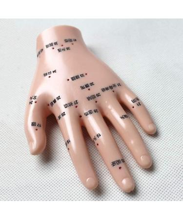 Acupuncture Hand Model Reflexology Acupoint Medical Study Kit - Buy Online on SooperMarket.com