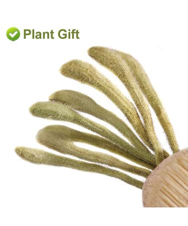 Buy 100% Natural Plant Poison Honeysuckle Tea - 40g Loose Herbal Tea Dried Flowers - Giesel Shit Wild Lonice Japonica - Buy Online on SooperMarket.com