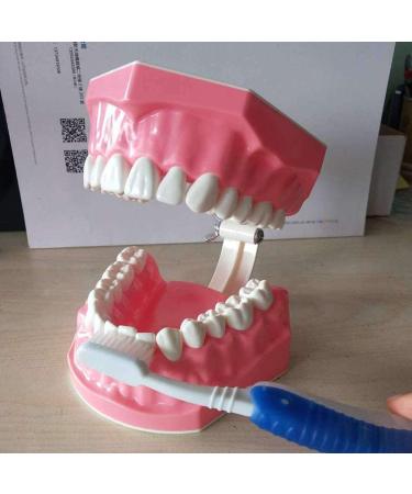 LBYLYH Dental Implant Teeth - Oral Care Brush Model & Educational Dental Template for Early Childhood Learning - Buy Online on SooperMarket.com