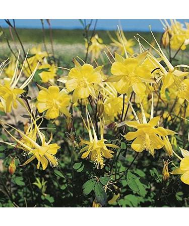 Mr Fothergill's - RHS Aquilegia Yellow Queen - Buy Online on SooperMarket.com