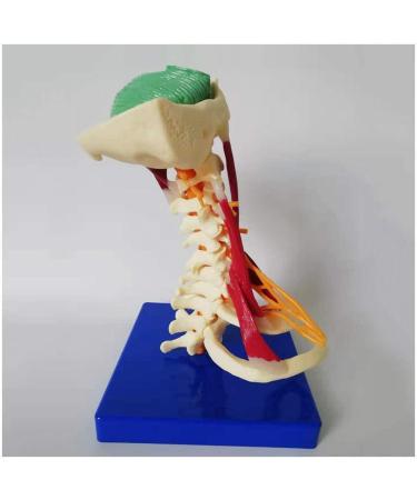 LifeSize Cervical Vertebra Template - Model of Human Being with Nerves Cerebral Trunk Occipital Bone Armpit - Buy Online on SooperMarket.com