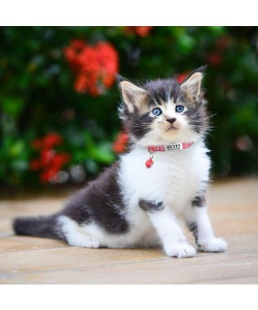 Tagme 2 Pack Pink Katzenollsband f r Kittens | Sicherheitsband mit Name & Telefonnummer | Verstellbar 15-20 cm mit Glocke - Buy Online on SooperMarket.com