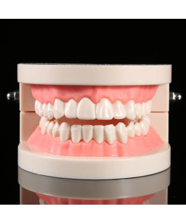 Standard-Tech 1-Part PVC Dental Apprenticeship Model - Ideal for Tooth Brushing Demonstration & Teaching - Buy Online on SooperMarket.com